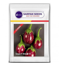 Brinjal Sarpan 55